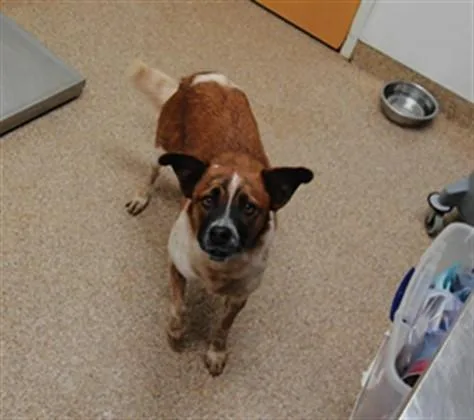 A young medium-sized female Australian Cattle Dog / Blue Heeler dog named Moon for adoption in Albuquerque, NM
