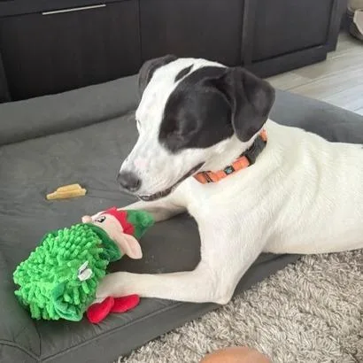 An adult medium-sized male Black Mixed Breed dog named Ralph for adoption in Naples, FL