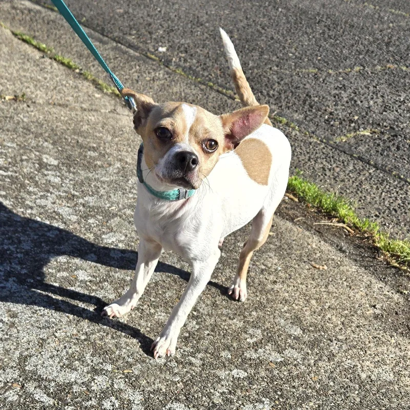 A young small-sized female White / Cream Chihuahua dog named Undyne for adoption in Eugene, OR