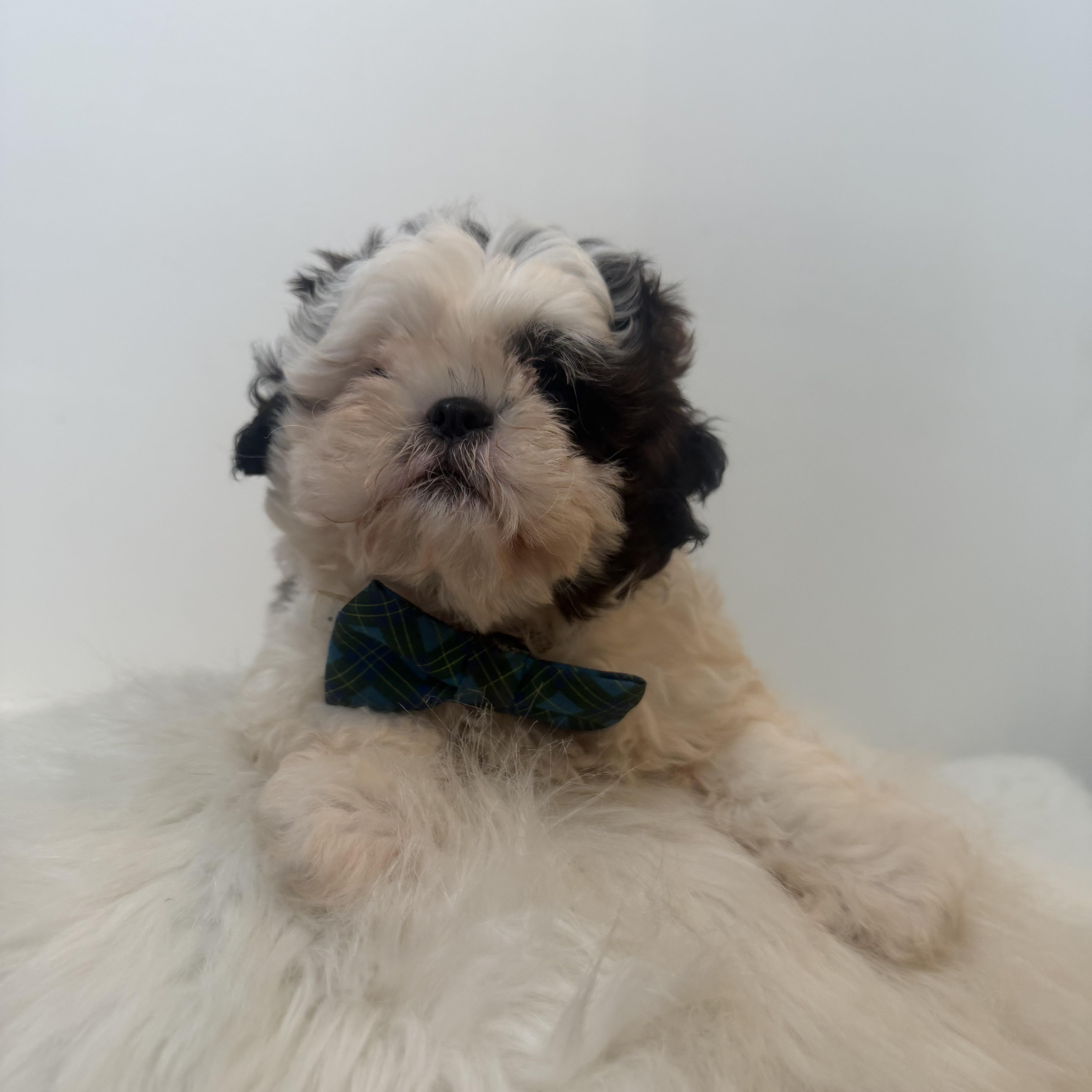 A baby small-sized male Bicolor Shih poo dog named Smush for adoption in Wrightstown, NJ