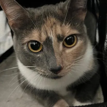 An adult medium-sized female Calico Domestic Short Hair cat named Princess for adoption in Atlanta, GA