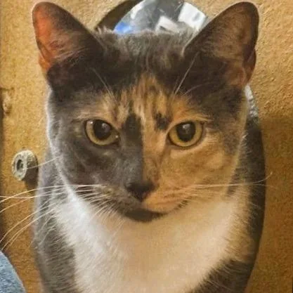 Princess thumbnail 2