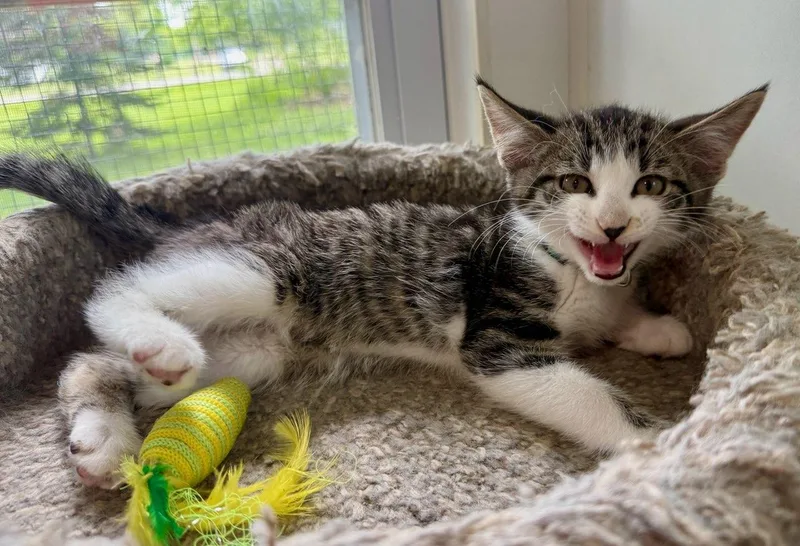 A baby small-sized male Gray & White Domestic Short Hair cat named Fred for adoption in Ashland, OH