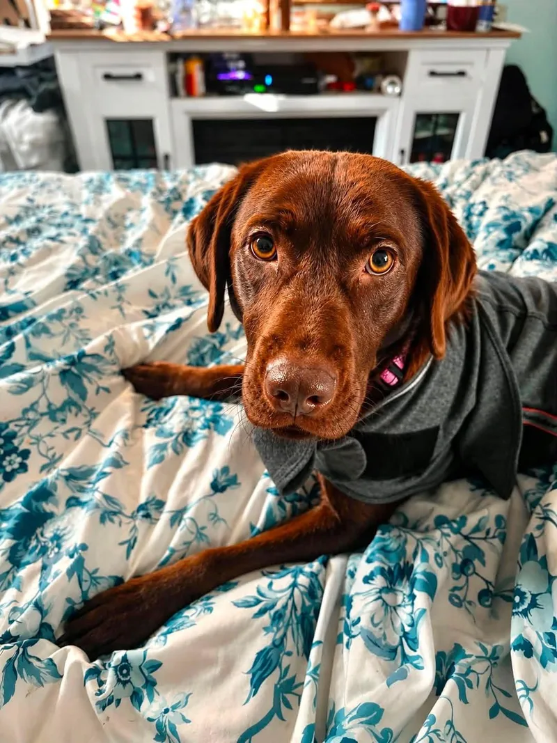 An adult large-sized female Chocolate Labrador Retriever dog named Chelsea for adoption in Wappingers Falls, NY