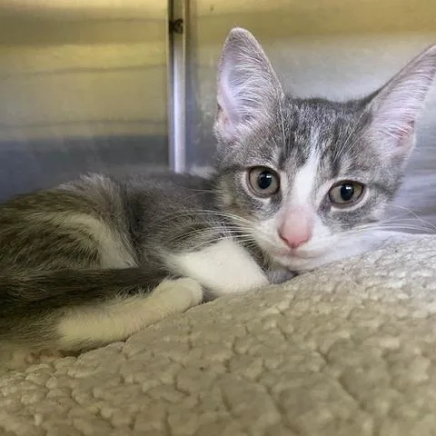 A baby small-sized male Gray / Blue / Silver Domestic Short Hair cat named Avocado for adoption in Dayton, OH