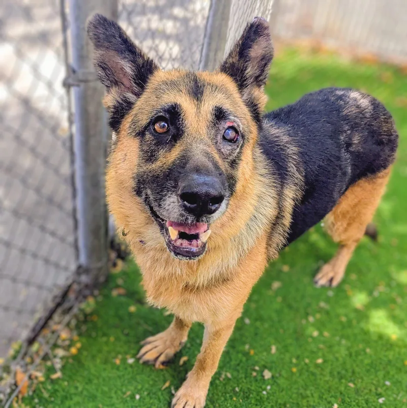 An adult large-sized female German Shepherd Dog dog named Gwen for adoption in Oakland, CA