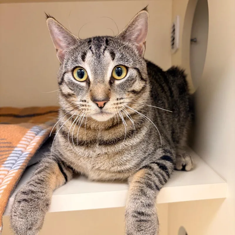 An adult large-sized male Brown / Chocolate Domestic Short Hair cat named Stratus for adoption in Naperville, IL