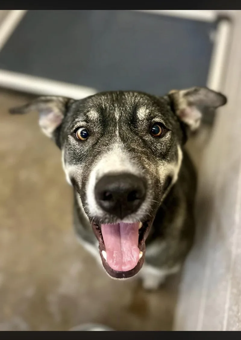 An adult large-sized male Dutch Shepherd dog named Ranger for adoption in Sherman, TX