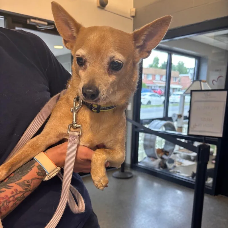 A senior small-sized male Yellow / Tan / Blond / Fawn Chihuahua dog named Tyler for adoption in Allentown, PA