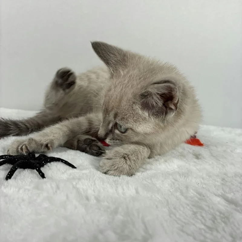 A baby small-sized female Siamese cat named Charlene for adoption in Johnson City, TN