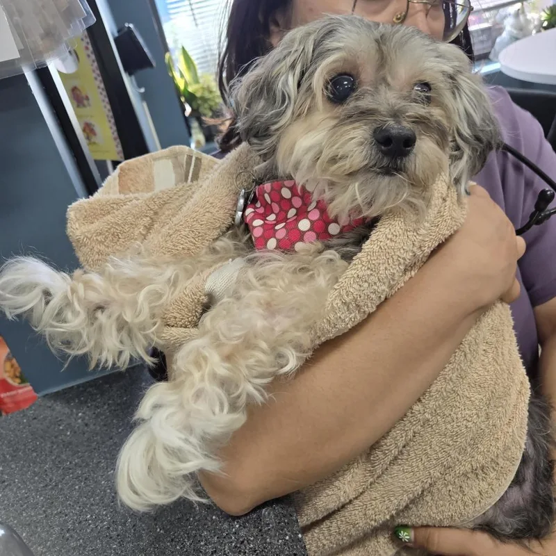 A senior small-sized female Yellow / Tan / Blond / Fawn Maltese dog named Precious for adoption in Newark, NJ