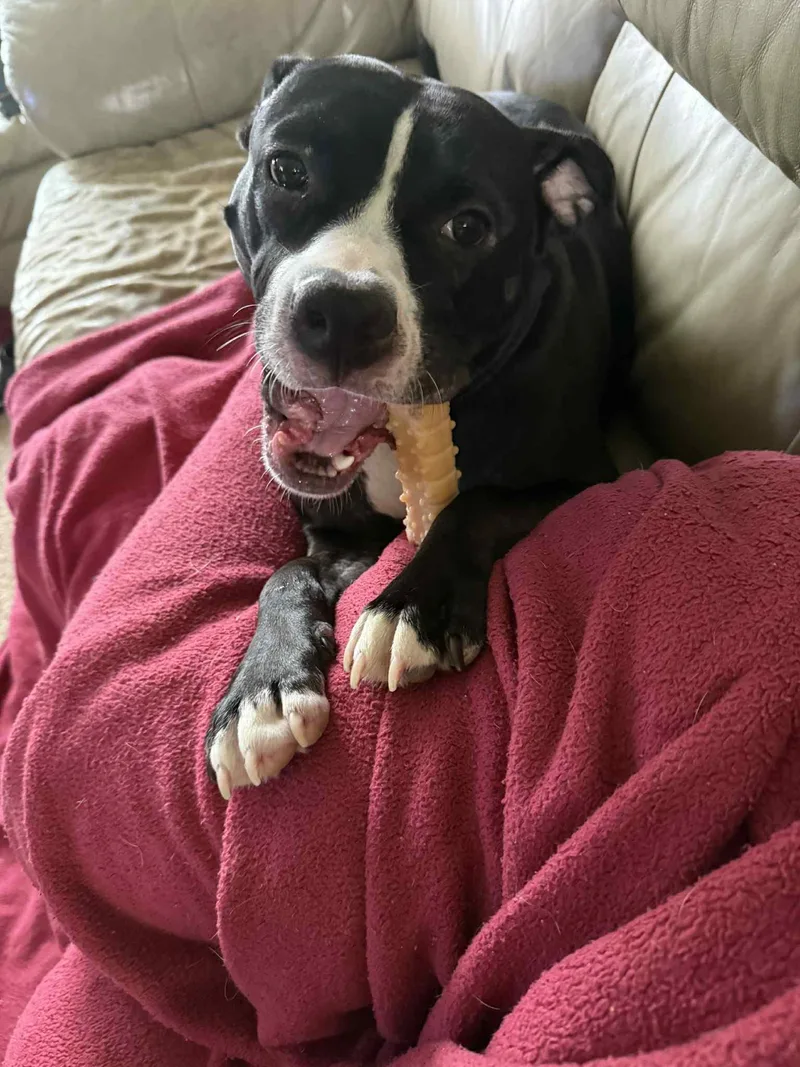 Sunflower thumbnail 2