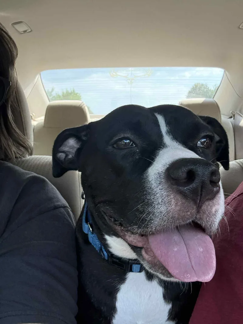 Sunflower thumbnail 3