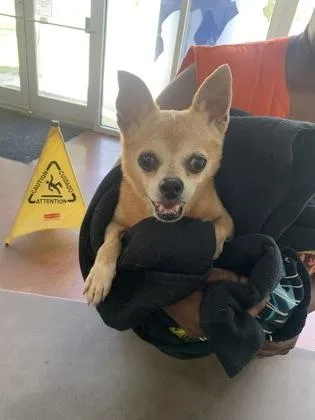 Peanut
