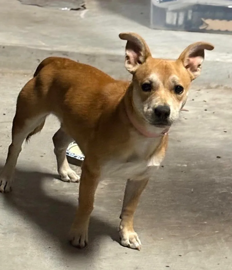 An adult small-sized female Golden Chihuahua dog named Nala a Chi Cutie for adoption in Houston, TX