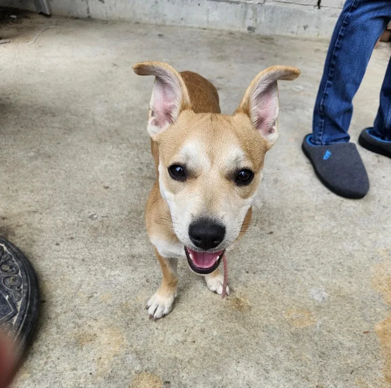 Nala a Chi Cutie thumbnail 2