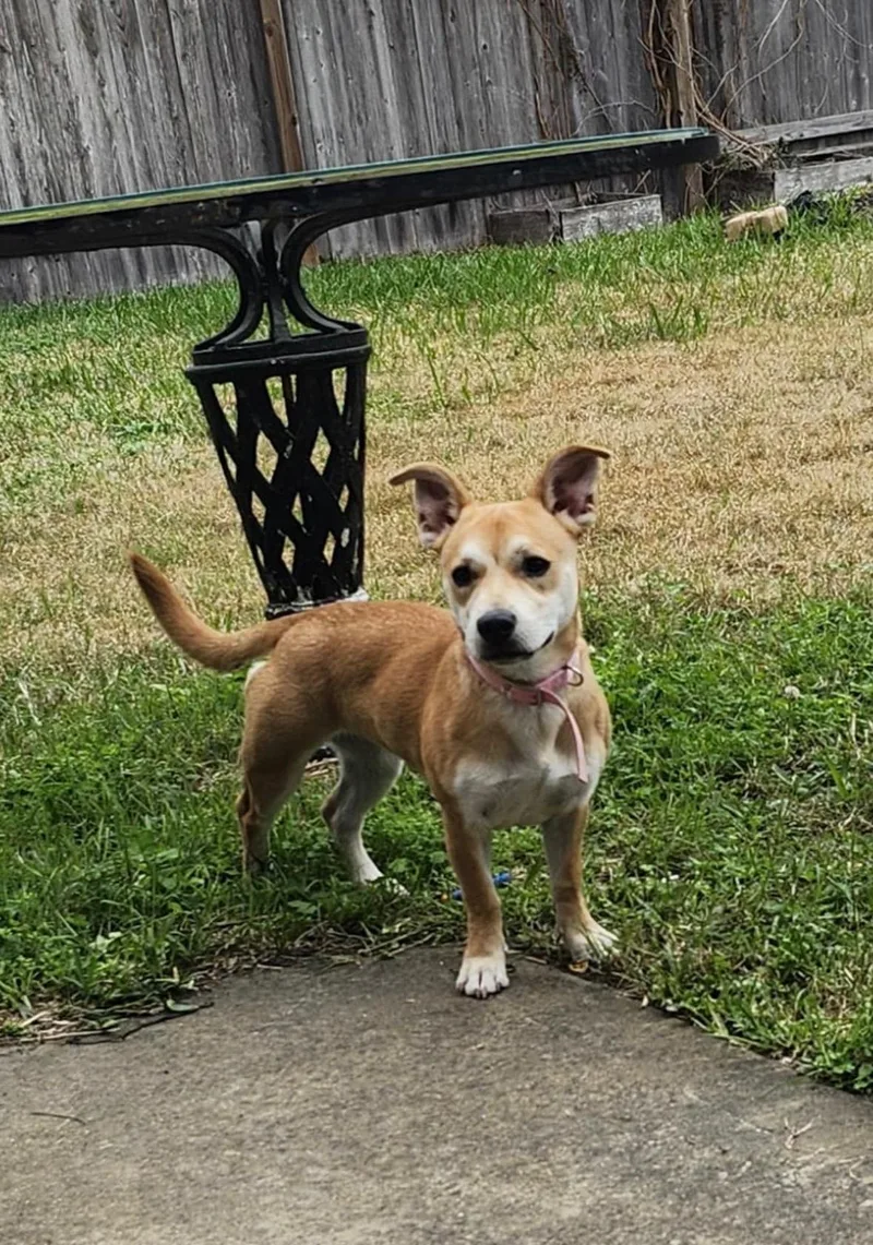Nala a Chi Cutie thumbnail 4
