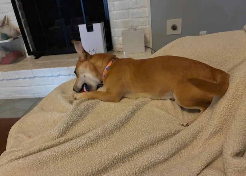 Nala a Chi Cutie thumbnail 5