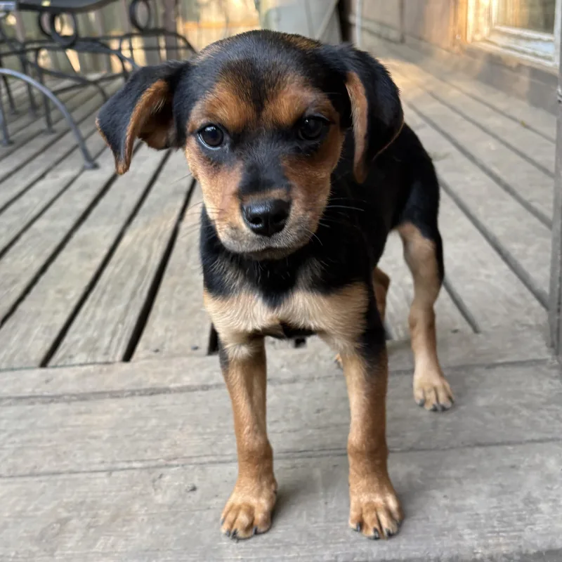 A baby medium-sized female Black Mixed Breed dog named Chili for adoption in Normal, IL