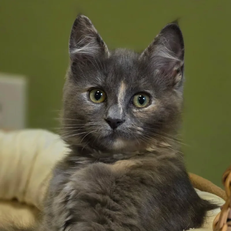 A baby medium-sized female Dilute Tortoiseshell cat named Tinker Belle for adoption in Johnson City, TN