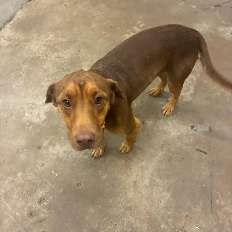 An adult small-sized male Mixed Breed dog named Scooby for adoption in Corbin, KY