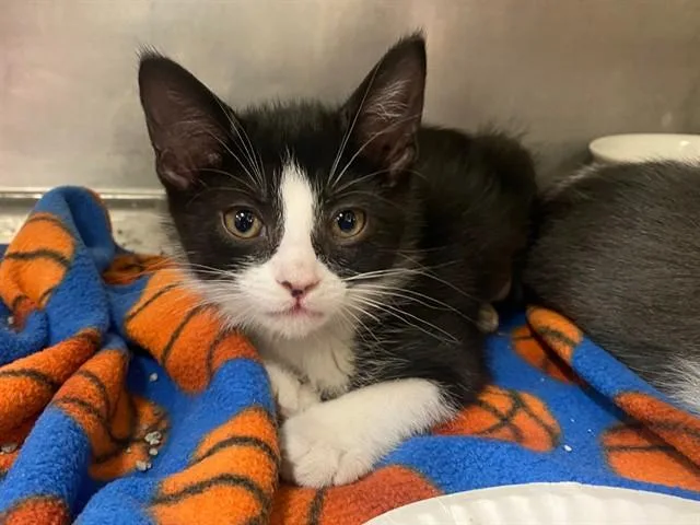 A baby small-sized male Domestic Short Hair cat named Chalk Board for adoption in Fort Wayne, IN