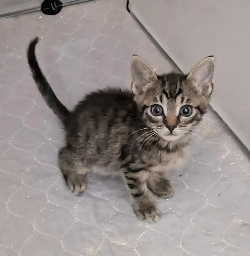 A baby medium-sized male Abyssinian cat named Mizzle for adoption in Florence, SC