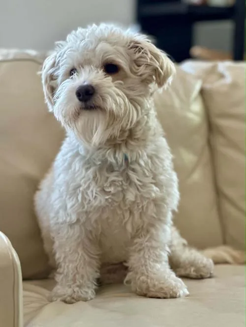 A young small-sized male White / Cream Poodle dog named Pierre Jacques for adoption in Pittsburg, CA
