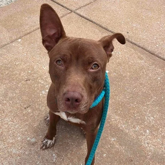 Kato Lee thumbnail 2