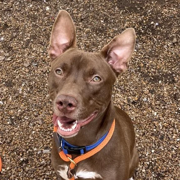 Kato Lee thumbnail 6