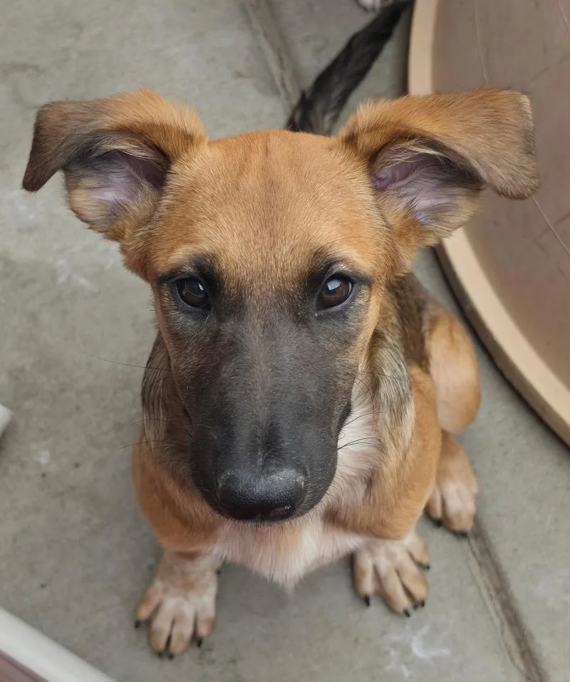 A baby medium-sized female Cattle Dog dog named Thunderlane for adoption in Fort Lupton, CO