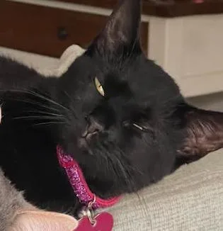 An adult medium-sized female Black Domestic Short Hair cat named SalemRenee for adoption in Cincinnati, OH