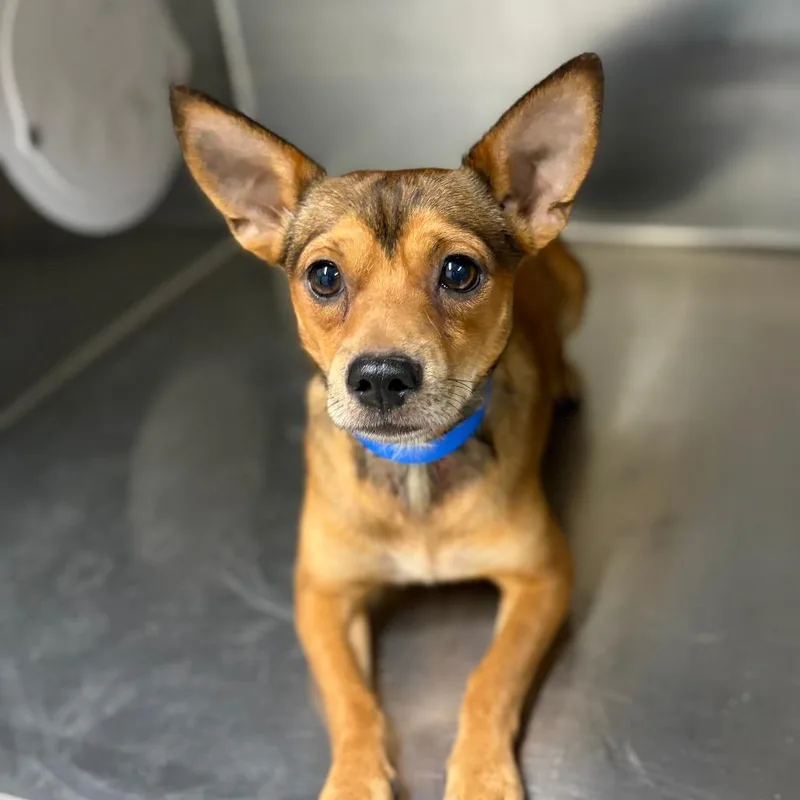 An adult small-sized male Red / Chestnut / Orange Chihuahua dog named Diego for adoption in Ardmore, OK