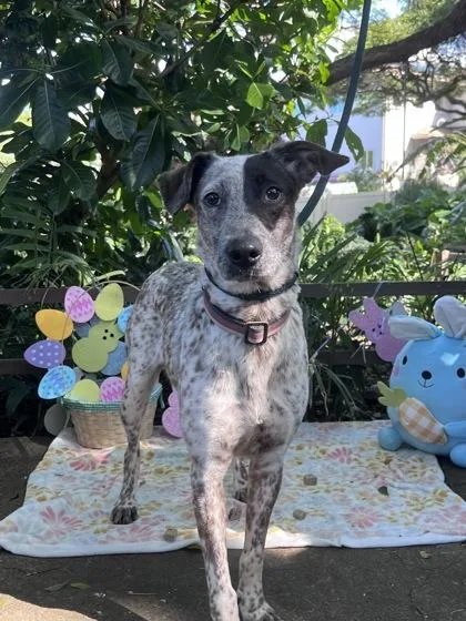 An adult medium-sized female Terrier dog named Princess Buttercup for adoption in Honolulu, HI