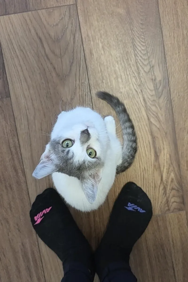 A baby medium-sized male Gray & White Domestic Short Hair cat named Pistachio for adoption in Wilmington, NC