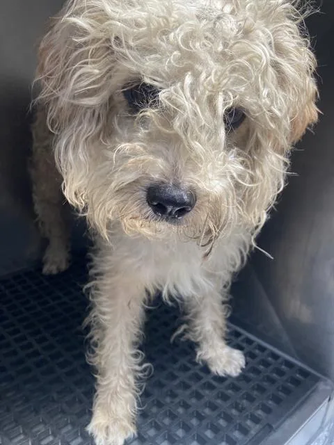 A young large-sized male Mixed Breed dog named Shaggy for adoption in Dallas, TX