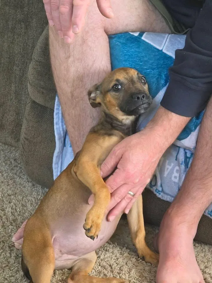 A baby medium-sized female Black Mouth Cur dog named Sienna for adoption in Berlin, NJ
