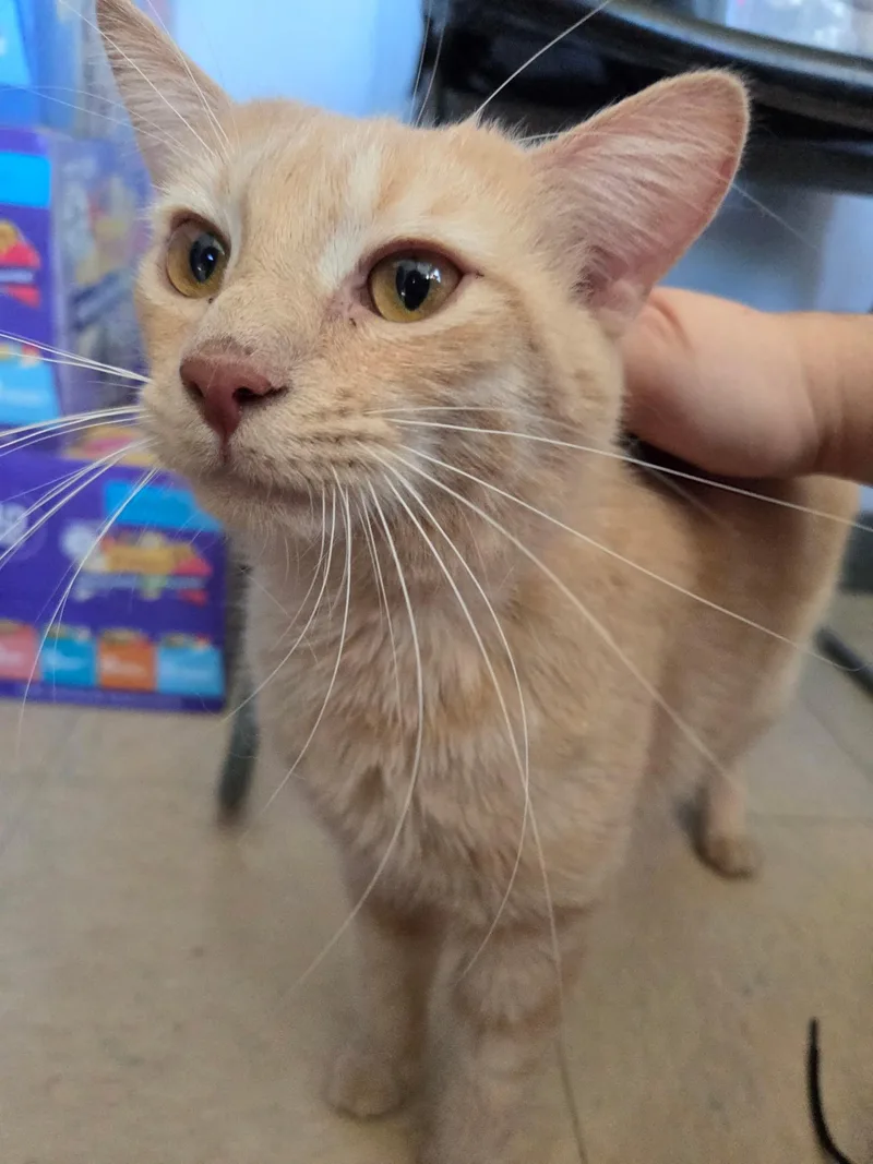 A young medium-sized male Domestic Short Hair cat named Tater Tot for adoption in Warwick, RI