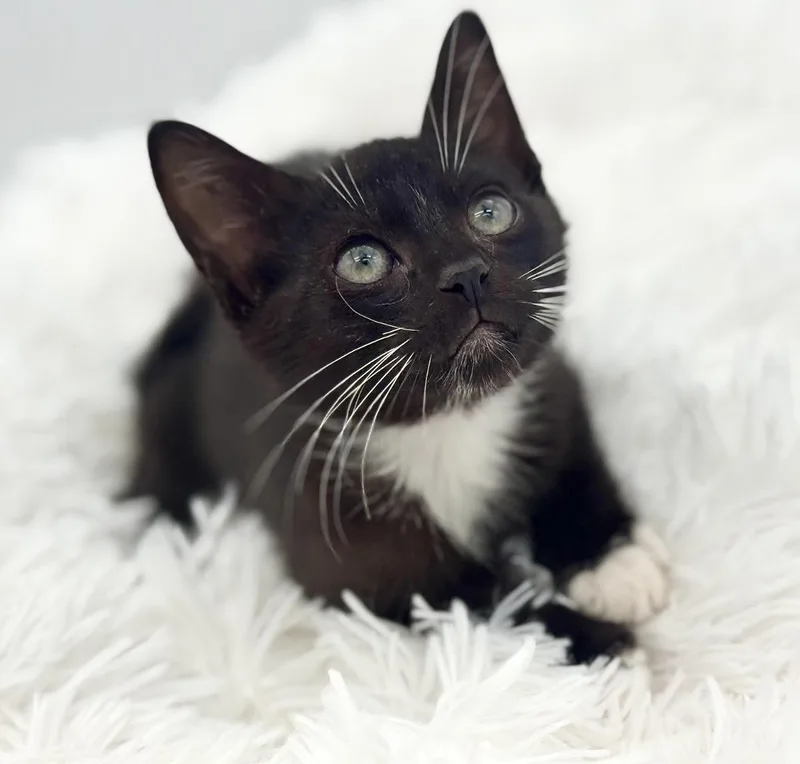 A baby medium-sized male Black & White / Tuxedo Tuxedo cat named Porch Light for adoption in Covington, LA