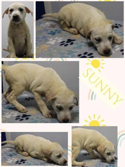 A baby small-sized female Mixed Breed dog named Sunny for adoption in Kenansville, NC