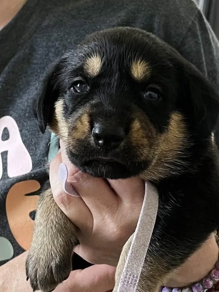 A baby large-sized female Rottweiler dog named Gemstone Puppies Females for adoption in Mooresville, NC
