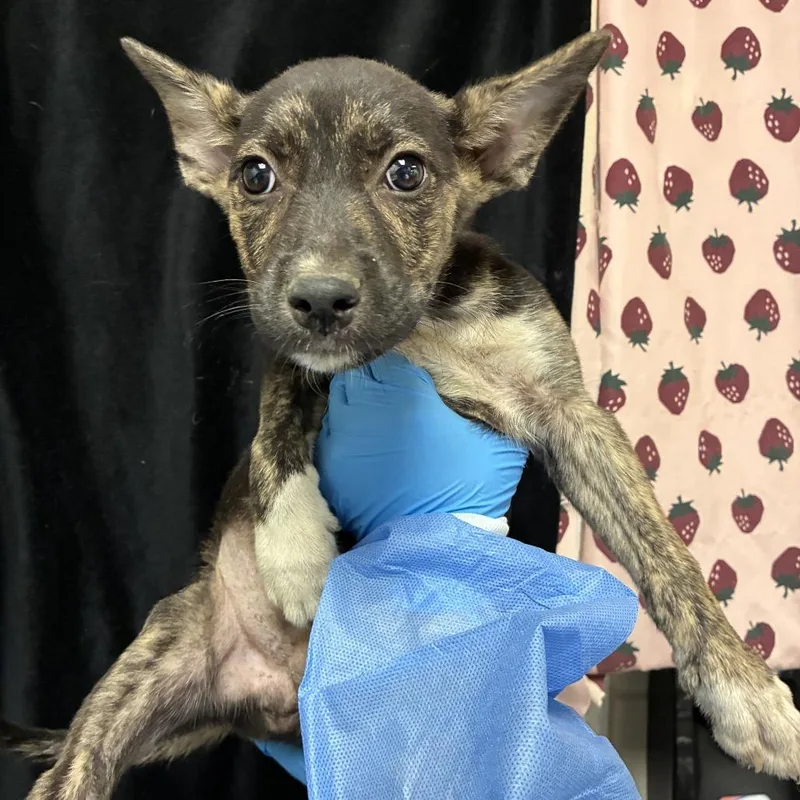 A baby small-sized male Brindle Shepherd dog named Techno for adoption in San Antonio, TX