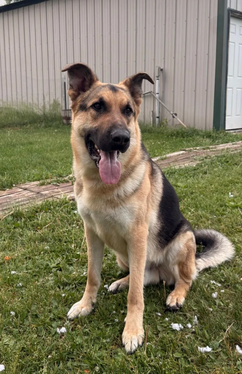 An adult large-sized male Yellow / Tan / Blond / Fawn German Shepherd Dog named Axel for adoption in Brainerd, MN