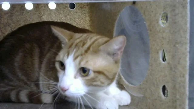 A young medium-sized male Domestic Short Hair cat named Stump for adoption in Albuquerque, NM