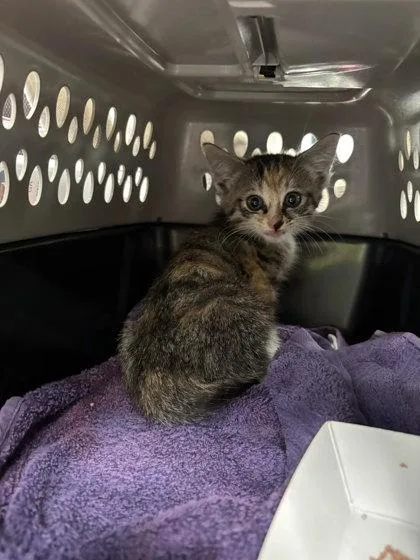 A baby small-sized female Domestic Short Hair cat named Airbnb for adoption in Atlanta, GA