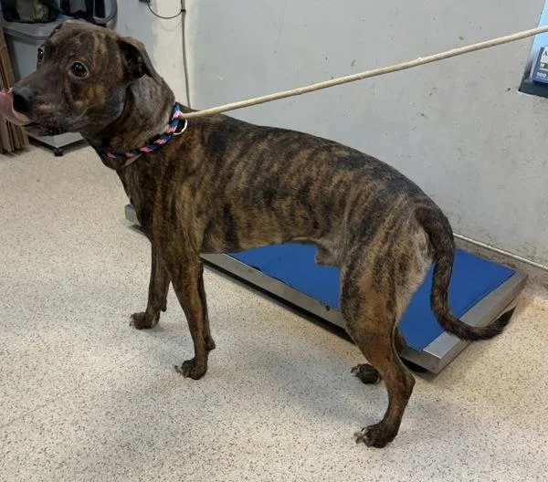 An adult medium-sized male Mixed Breed dog named Luka James for adoption in New York, NY