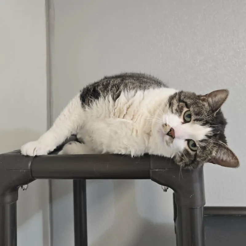 An adult extra large-sized male Tabby (Brown / Chocolate) Domestic Short Hair cat named Merlin for adoption in Watertown, WI