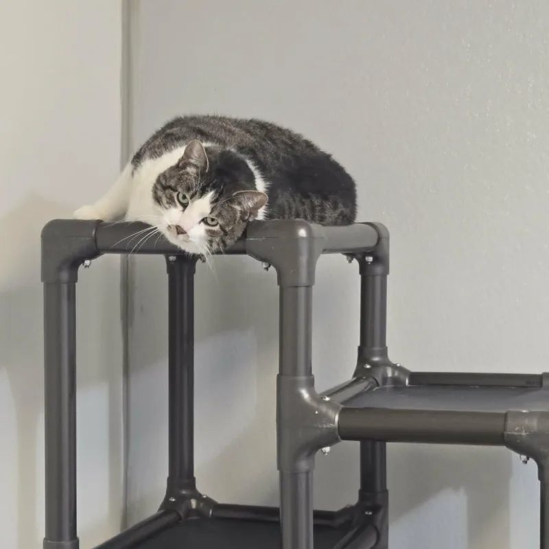 Merlin thumbnail 3