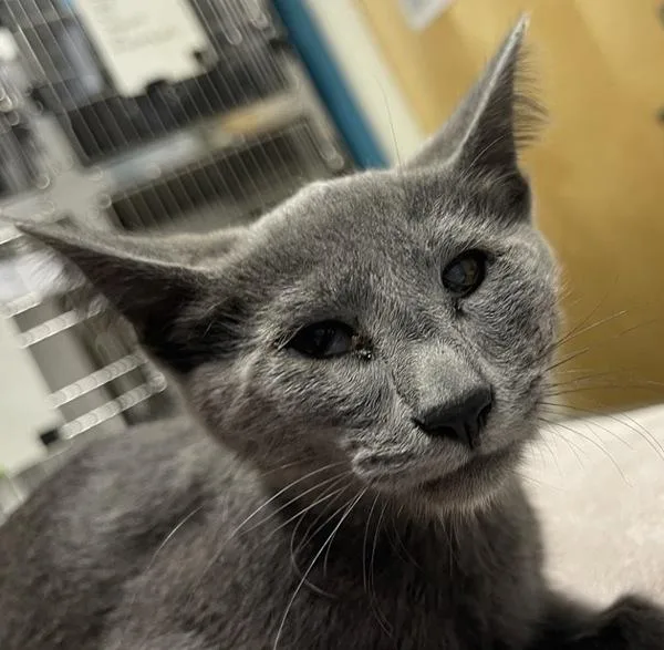 A baby small-sized male Domestic Short Hair cat named Camby for adoption in Escondido, CA