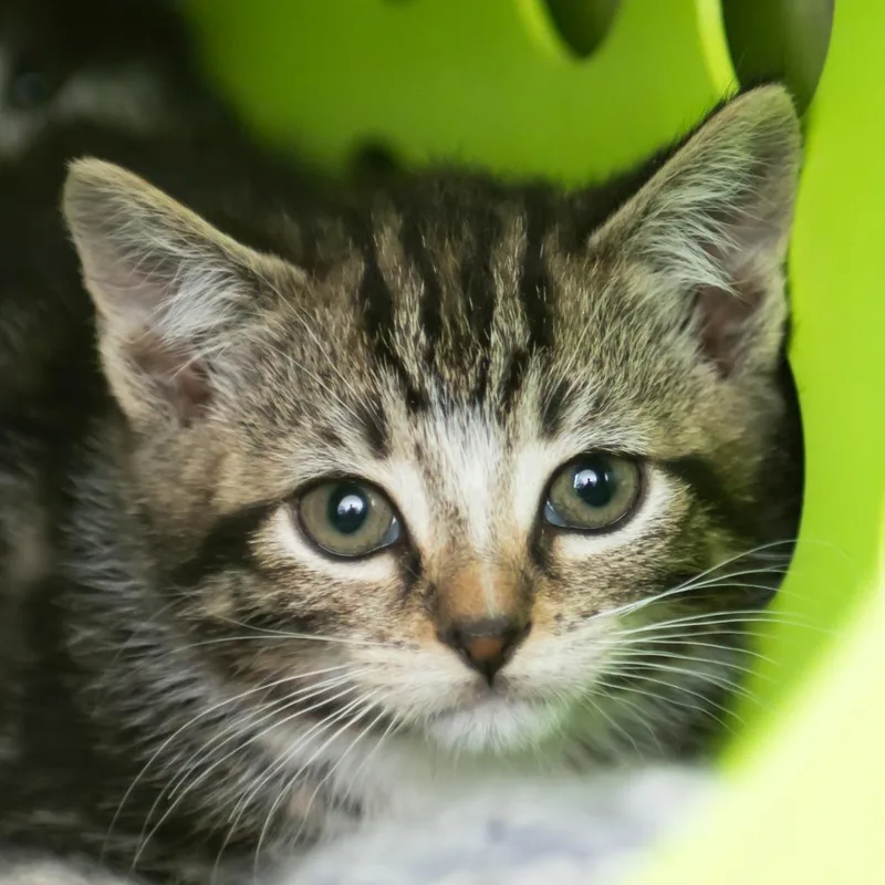 A baby small-sized male Brown / Chocolate Domestic Short Hair cat named Roger for adoption in Middletown, RI